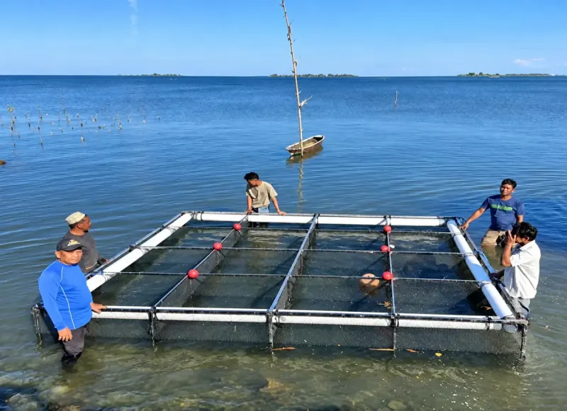 Peneliti UMI Hadirkan Inovasi Keramba Jaring Apung Rumput Laut, Atasi Kendala Budidaya Konvensional